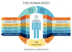 Tableau représentant la composition chimique élémentaire du corps humain
