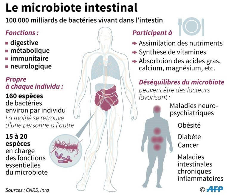 Schéma du microbiote intestinal